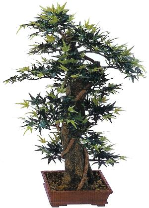 33 inch mini maple bonsai