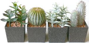 table top mini cactus