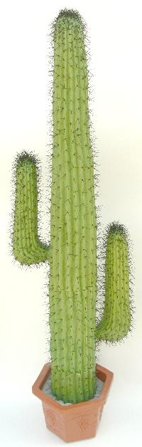 Maxican cactus or saguaro cactus
