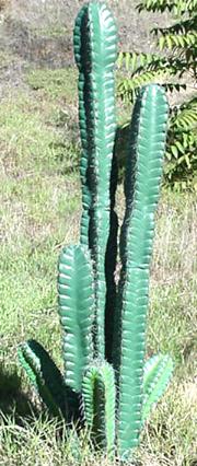column cactus